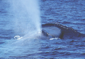 x_whale-2